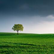 Tree in a field