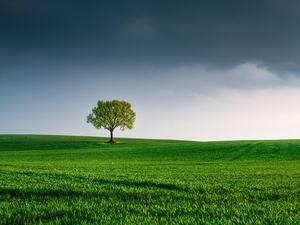 Tree in a field